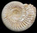 Perisphinctes Ammonite Fossil In Display Case #40008-1
